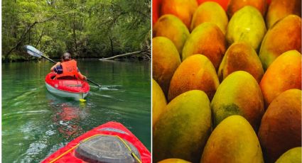 En este río de Tamaulipas podrás disfrutar los mangos más sabrosos; ya inició la temporada
