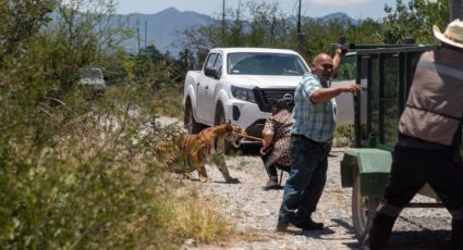 Dueño de tigre atrapa a su 'mascota'; había escapado de su casa en Nuevo León | VIDEO