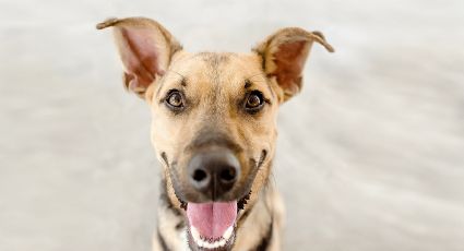 ¿Por qué los perros de la calle que son adoptados son tan agradecidos?
