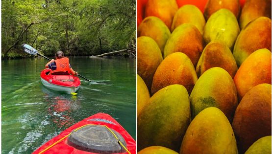 En este río de Tamaulipas podrás disfrutar los mangos más sabrosos; ya inició la temporada