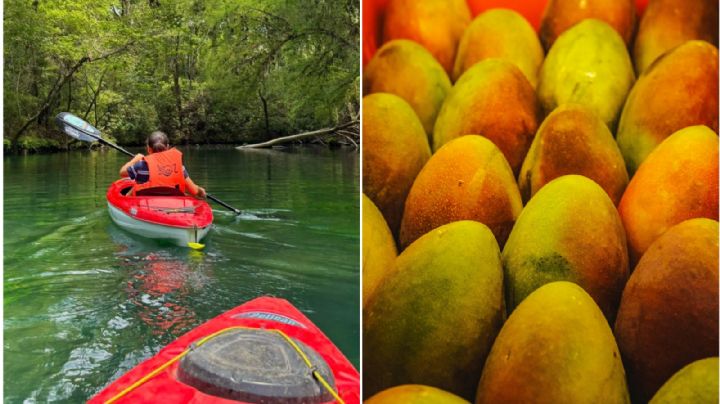 En este río de Tamaulipas podrás disfrutar los mangos más sabrosos; ya inició la temporada