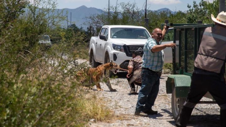 Dueño de tigre atrapa a su 'mascota'; había escapado de su casa en Nuevo León | VIDEO