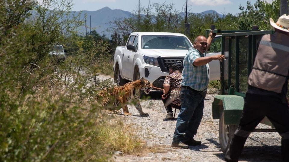 Un hombre reclamó como suyo un tigre que momentos antes había escapado de su casa