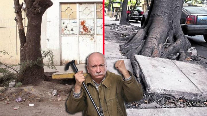 Si el árbol de mi vecino invade y daña mi propiedad, ¿qué puedo hacer?