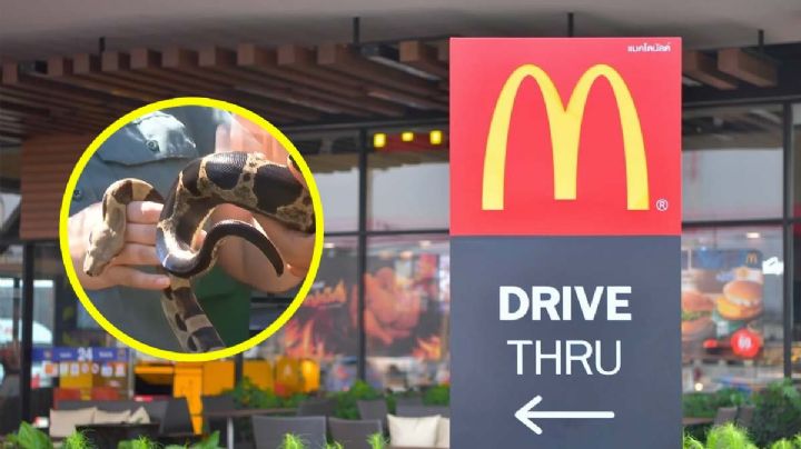 Boa constrictora en ventanilla de McDonald’s: clientes llaman a emergencias