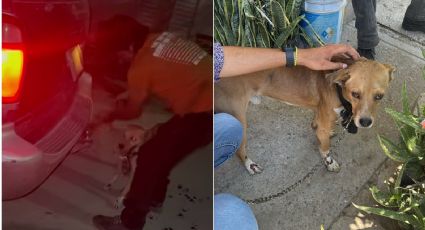 Perrito es arrastrado durante varias calles por un hombre; todo quedó en VIDEO