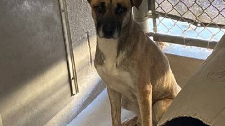 Distribuyen en Laredo miles de vacunas para enfrentar la rabia en animales y personas