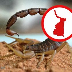Tamaulipas: lanzan alerta para evitar encuentros con animales ponzoñosos que terminarían en tragedia