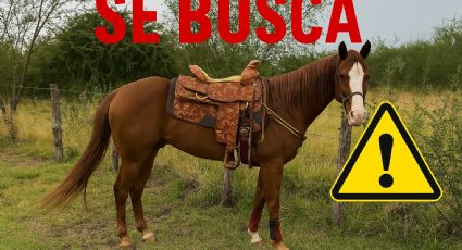 Roban a Brandy en Nuevo León; ofrecen recompensa de 50 mil pesos para encontrarla