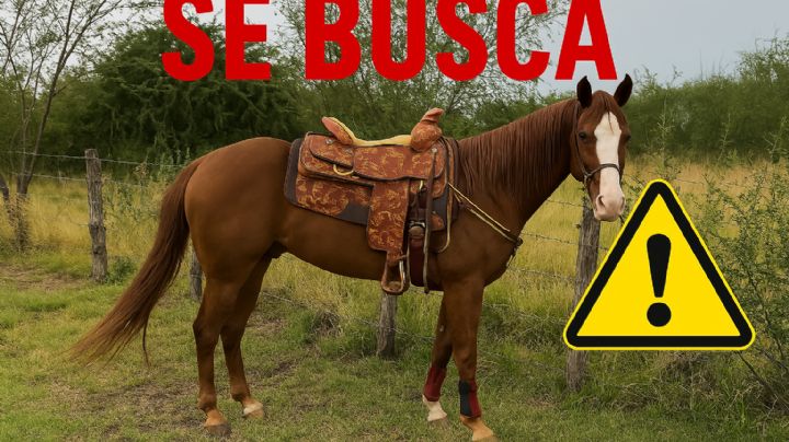 Roban a Brandy en Nuevo León; ofrecen recompensa de 50 mil pesos para encontrarla