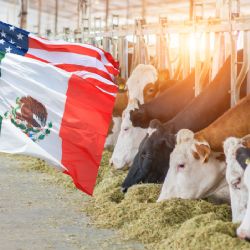 Dan 'luz verde' para reanudar comercio ganadero entre México y EU; ¿cuáles puentes abrirán y cuándo?