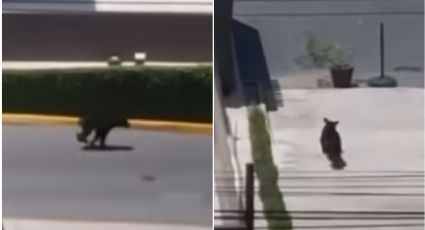 Oso sorprende a clientes en centro comercial; crecen avistamientos en la zona