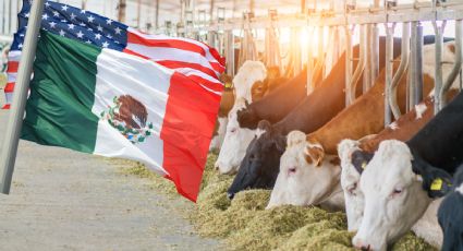 Dan 'luz verde' para reanudar comercio ganadero entre México y EU; ¿cuáles puentes abrirán y cuándo?