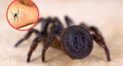 ¿El veneno de la araña ‘cabeza de moneda’ es mortal como se asegura en redes sociales?