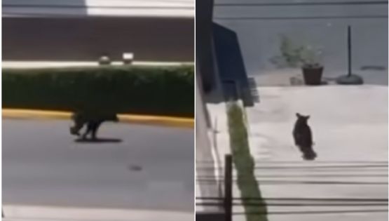Oso sorprende a clientes en centro comercial; crecen avistamientos en la zona