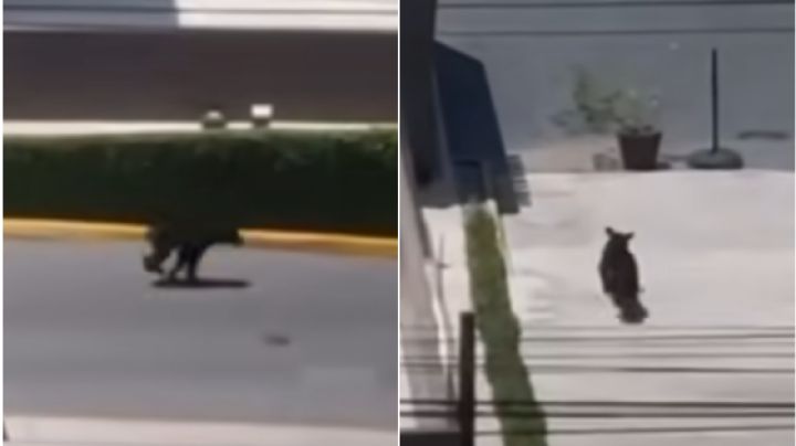 Oso sorprende a clientes en centro comercial; crecen avistamientos en la zona