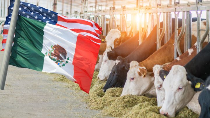 Dan 'luz verde' para reanudar comercio ganadero entre México y EU; ¿cuáles puentes abrirán y cuándo?