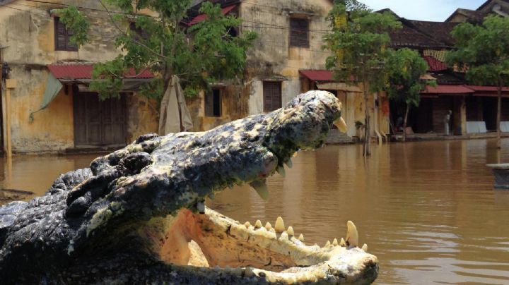 Cocodrilos 'inundan' junto con 'Barry' a esta ciudad de Tamaulipas | VIDEOS