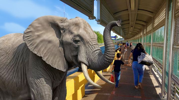 La época en que por el puente internacional cruzaban todo tipo de contrabando... ¡hasta elefantes!