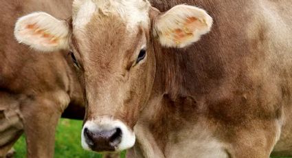 Acribillan a cinco vacas en la carretera 83, dos de ellas murieron; investigan el extraño hecho