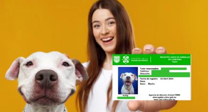 'CURP' para mascotas: fuertes multas y arrestos para quienes no tramiten el documento