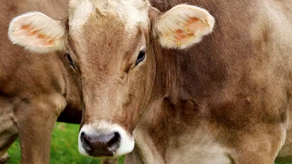 Sacrifican a animales con violencia desmedida.