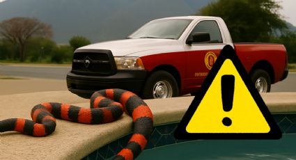 Serpiente coralillo venenosa nada en alberca y siembra el pánico entre vecinos en Monterrey | VIDEO