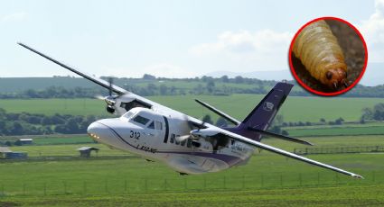 Tragedia aérea: se desploma avioneta que combatía al gusano barrenador; hay dos muertos