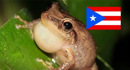Conoce a coquí, la pequeña rana que provocó una ‘guerra’ entre turistas y puertorriqueños