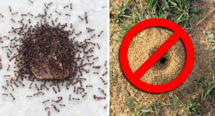 Dile adiós a los hormigueros de tu casa y jardín con estos remedios caseros que sí funcionan
