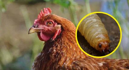 Gusano barrenador en México: ahora reportan brote en aves domésticas, este es el estado afectado