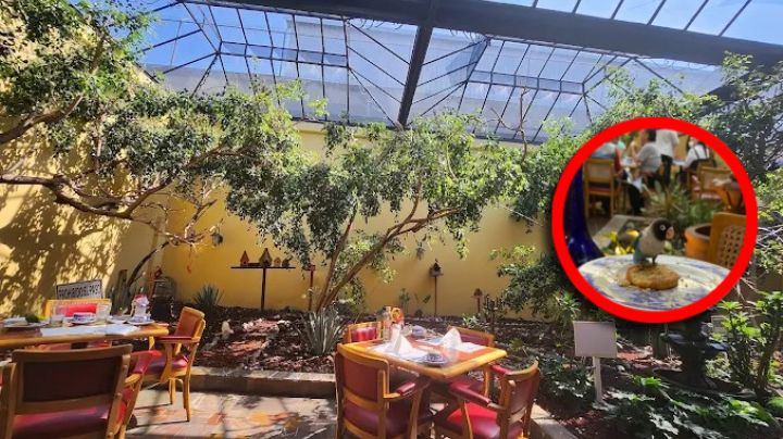 Sanborns de los Pajaritos: el restaurante donde comes con periquitos volando entre las mesas