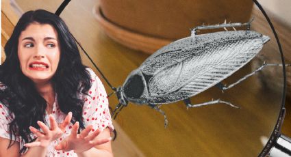 Cuidado con esta plaga milimétrica; está en todas las casas y no imaginas lo que puede destruir
