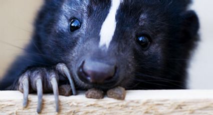 Este animalito se ve muy tierno, pero si lo intentas agarrar puede dejarte ciego