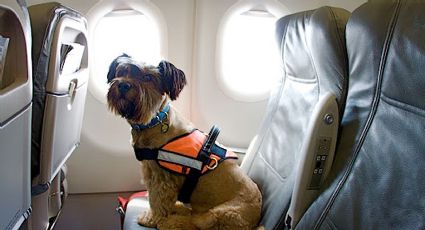 Viajar con tu mascota en avión: requisitos, costos y cuidados para un trayecto sin contratiempos