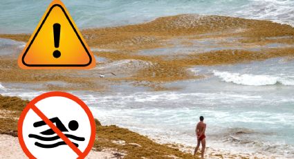 Sargazo provoca toxicidad en playas de Quintana Roo; su presencia aumentará 40 por ciento