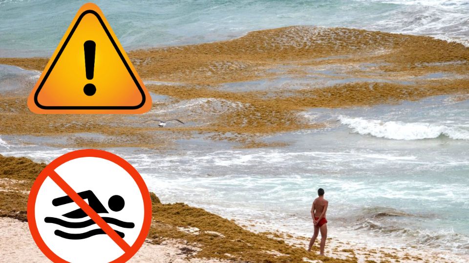 Esta alga marina comienza a destrozar las playas del caribe mexicano