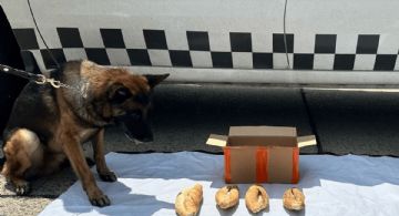 Autoridades decomisan 'tortas' con drogas; perro policía ayudó en su localización