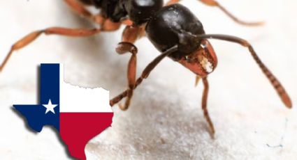 Peligrosa hormiga invade Texas: así puedes identificarla y protegerte de su picadura venenosa