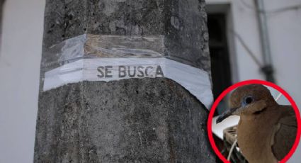 Familia ofrece recompensa de 10 mil pesos por mascota perdida; el animal: una paloma