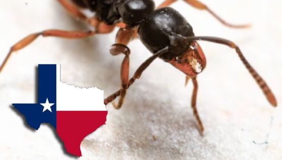 Peligrosa hormiga invade Texas: así puedes identificarla y protegerte de su picadura venenosa
