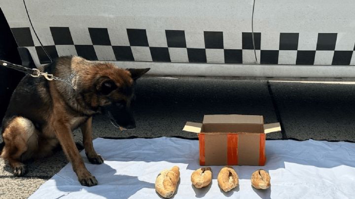 Autoridades decomisan 'tortas' con drogas; perro policía ayudó en su localización