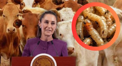 Claudia Sheinbaum reacciona al cierre de frontera de Estados Unidos tras caso de gusano barrenador