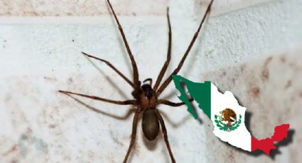 Araña violinista: los estados con más picaduras en julio 2025