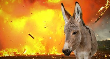 Ataque con 'burro bomba' deja a un militar muerto; animal estaba cargado de explosivos