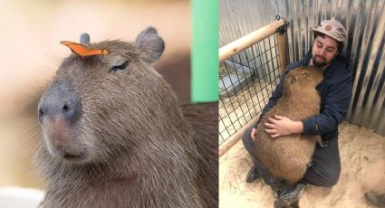 ¿Por qué los capibaras se hicieron tan populares?; así comenzó el furor en internet
