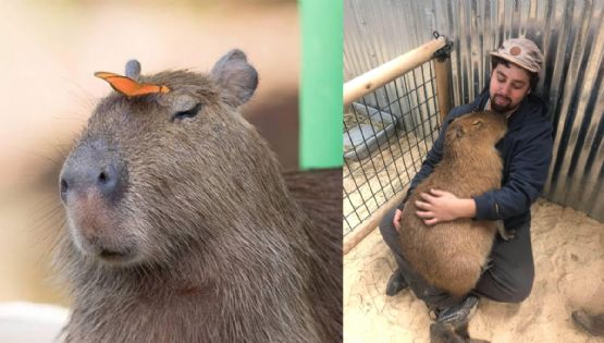 ¿Por qué los capibaras se hicieron tan populares?; así comenzó el furor en internet