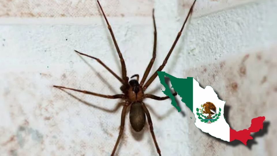 La araña violinista es una especie nocturna que se adapta a cualquier ecosistema y cuyos lugares predilectos durante el día son los rincones oscuros