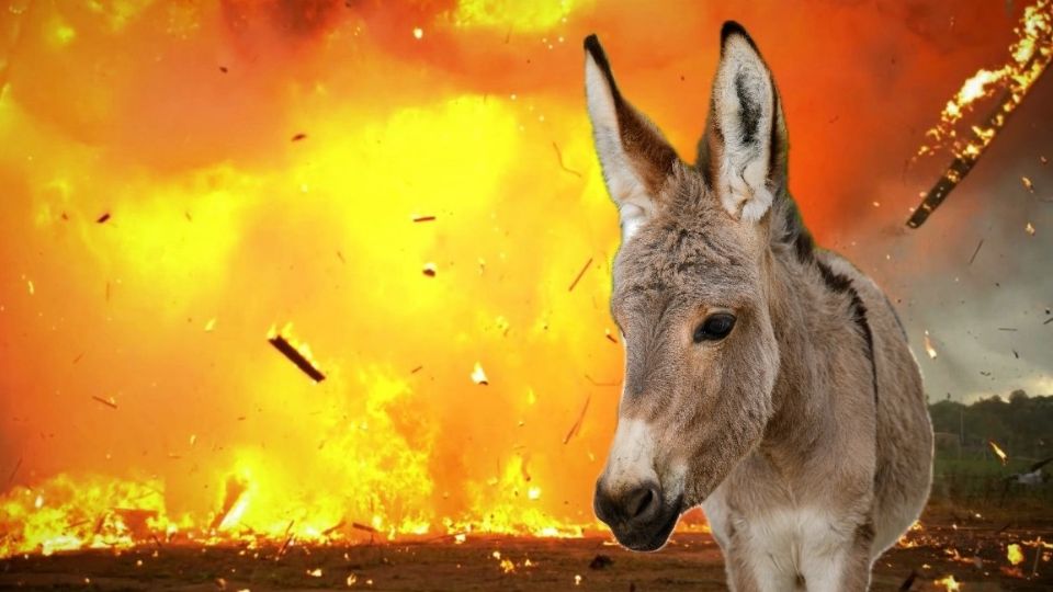 Un burro explotó en Colombia y mató a un soldado.