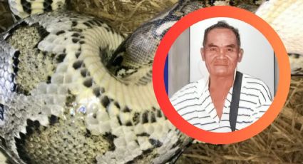 Gigantesco pitón de más de ocho metros devora a abuelito; había sido reportado como desaparecido | VIDEO